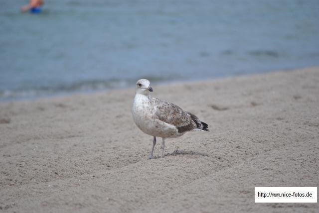  Insel Poel